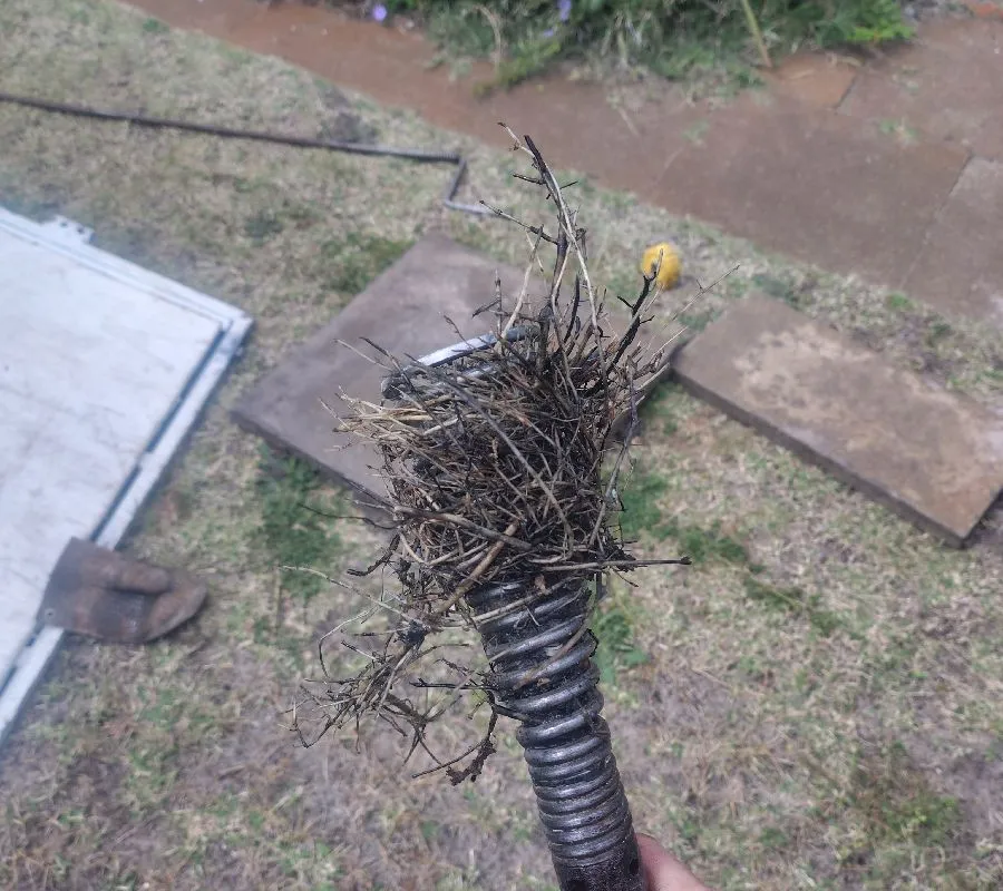 2025 October 31 JN48790 Sheymus Blocked drains roots on rods.._South bunbury.jpeg