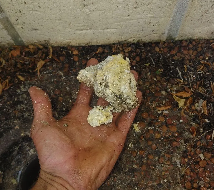 2026 February 19 JN49331 Jarrod Kitchen Drain Blocked Large Fat Deposit_Australind.jpg