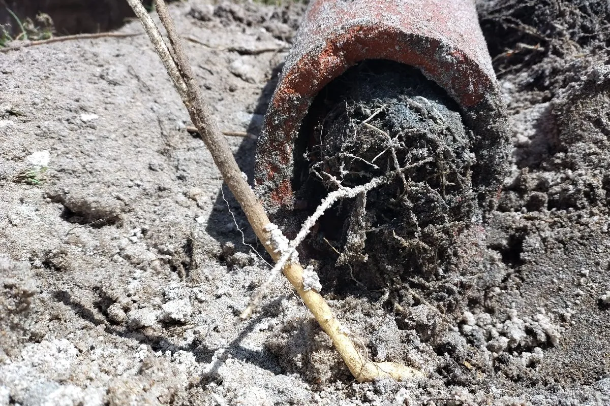 2025 November 3 JN48790 Troy Drains blocked with Roots_South Bunbury.jpg